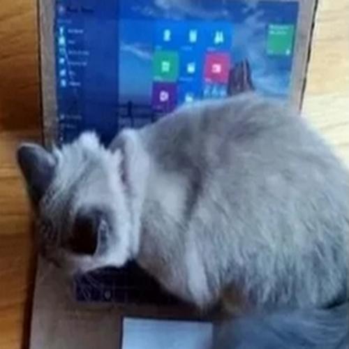 Quando o gato fica deitando no notebook