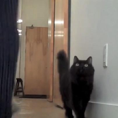 Veja a reação de um gato ao ver seu dono passar com um balão