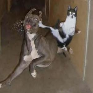 Gato do capeta atacando cachorro