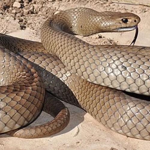 Essas são as 5 cobras mais venenosas do mundo