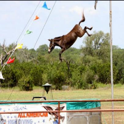 Super-video de animais pulando em trampolins