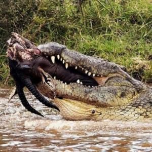 Fotos Impressionantes da Vida Animal