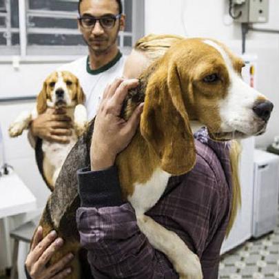 Pós-beagles, deputados de SP proíbem uso de animais em teste