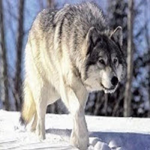 Fábulas de Esopo - O lobo e sua sombra