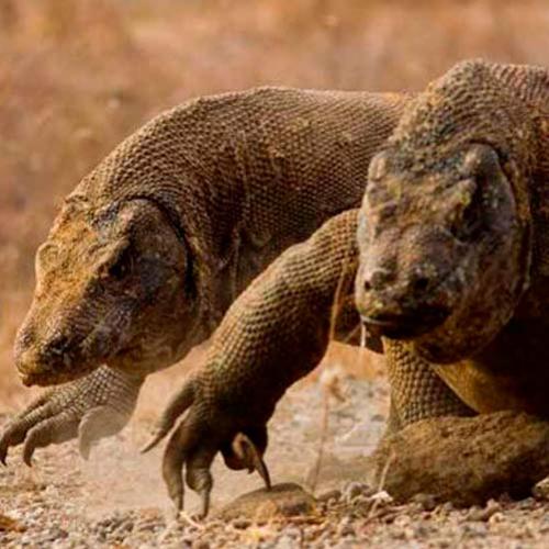 Fatos interessantes sobre dragões de Komodo