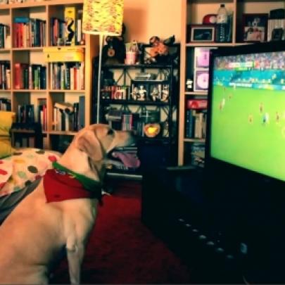 Labrador comemora gol de Portugal na Copa do Mundo