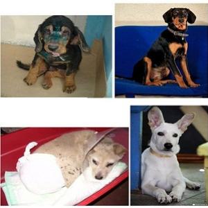 CACHORROS DE RUA: ANTES E DEPOIS