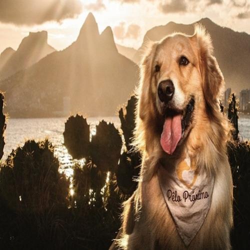 Alô apaixonados pelo Rio de Janeiro: Cães posam em pontos turísticos d