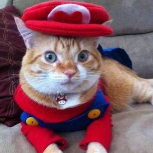 16 Gatos Fantasiados de Halloween!