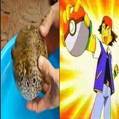 Será que isso é um peixe ou uma pokebola de verdade?