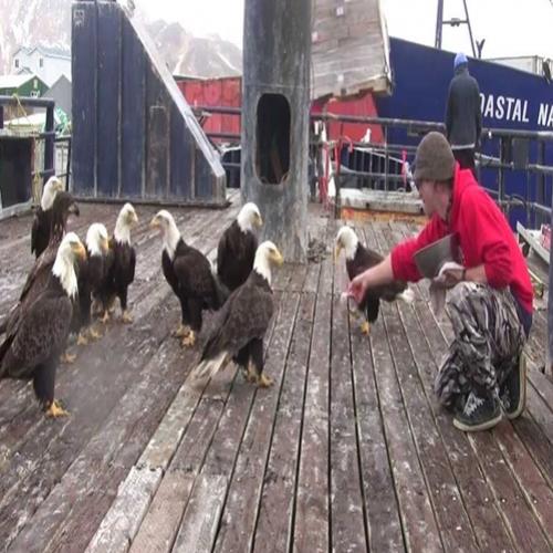 Este pescador alimentava um bando de águias… Mas quando a câmara...