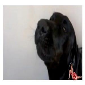 O cachorro que canta Adele