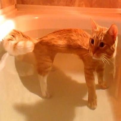 Gato experimenta entrar na banheira e seu irmão assiste aterrorizado!