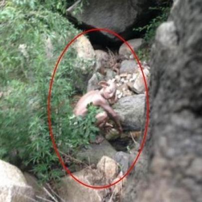 Turista flagra criatura misteriosa em camping na China