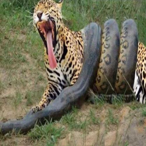 Luta impressionante entre uma sucuri e jaguar. Quem vencerá?