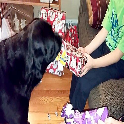 Foi deixar o presente de Natal perto do Cachorro e acabou dando nisso!
