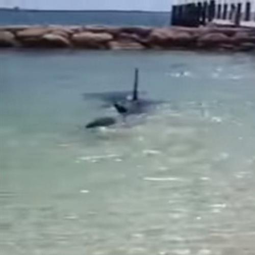 Quando um tubarão resolve chegar bem perto da praia