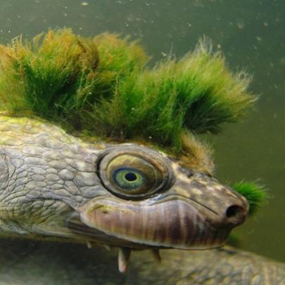 Conheçam a tartaruga punk, o bicho mais popular e ameaçado do planeta