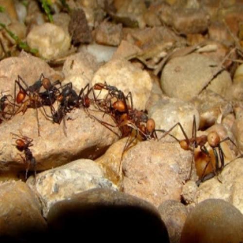 Formigas Correição andam em círculos até morrerem de exaustão?