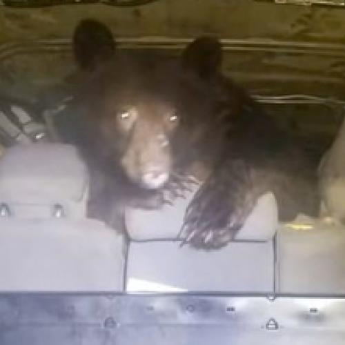 Urso entra dentro de carro e surpreende motorista