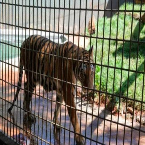 Tigre que atacou criança pode ser sacrificado.