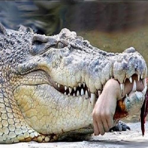 Crocodilo devora pescador no na Austrália