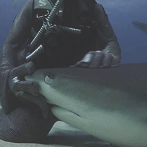 Tubarões também gostam de carinho