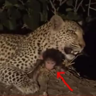 Leopardo mata um macaco mas resolve cuidar do filhotinho do macaco