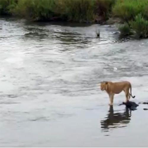 O que acontece quando uma leoa resolve atravessar um rio cheio de croc