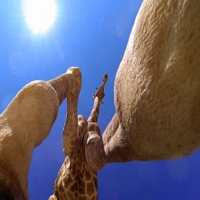 O animal mais alto do Mundo visto de um ângulo que você nunca imaginou