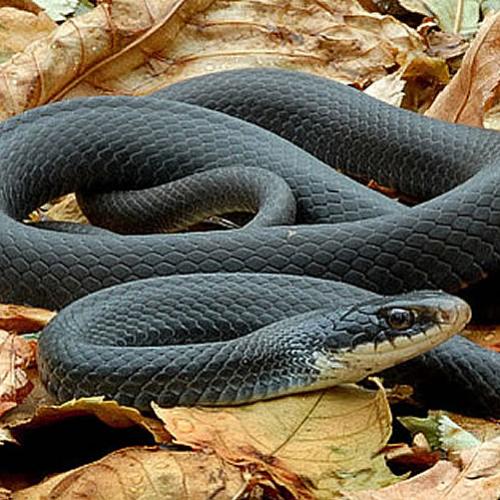 Top 5 cobras mais venenosas do mundo