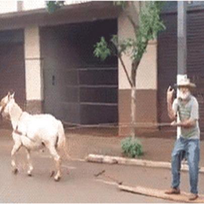 Surfando a cavalo