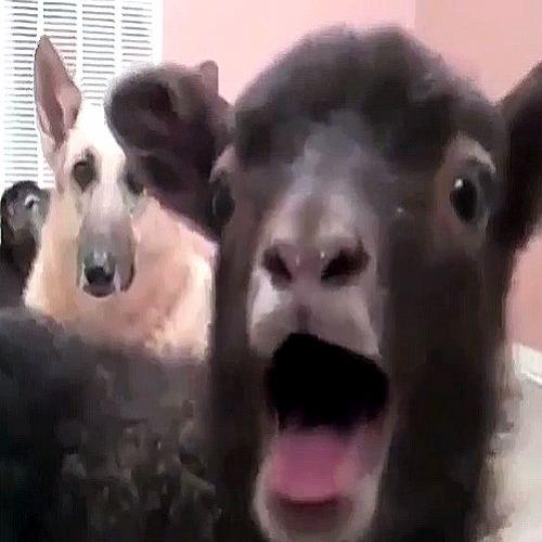 Video choca o Mundo, mostrando que as Cabras também são capazes de...