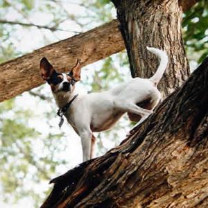Cachorro consegue subir em árvore?