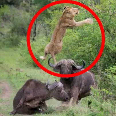 Leão foi atacar Búfalo e virou caça, vídeo