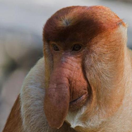 Que bicho é este? Conheça o exótico macaco narigudo.