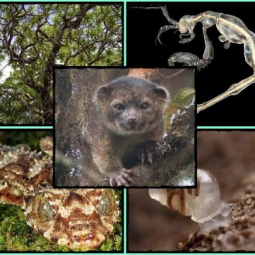 10 novas espécies descobertas em 2014