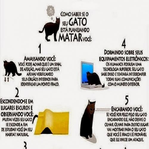 Como saber se o seu gatinho está planejando matar você...