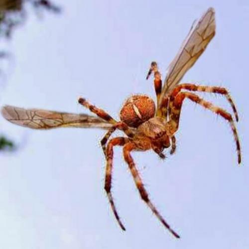 Pesquisadores ingleses descobriram que as aranhas podem voar.