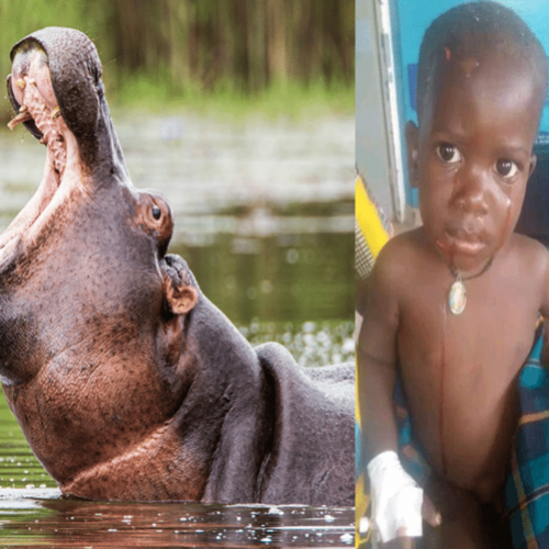 Hipopótamo engole e depois cospe criança em Uganda