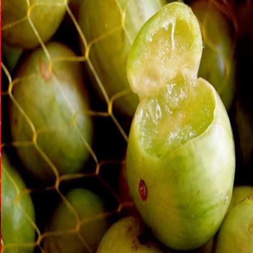 Fruta emblemática do Nordeste, Umbu está ameaçado de extinção
