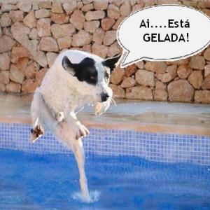 As imagens mais divertidas de animais!