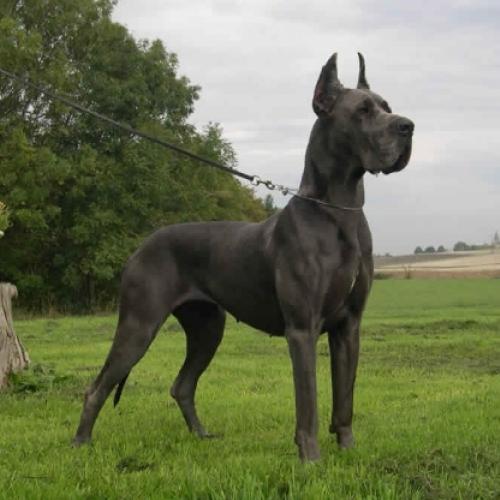 Dog Alemão – Fotos Do Cachorro Gigante