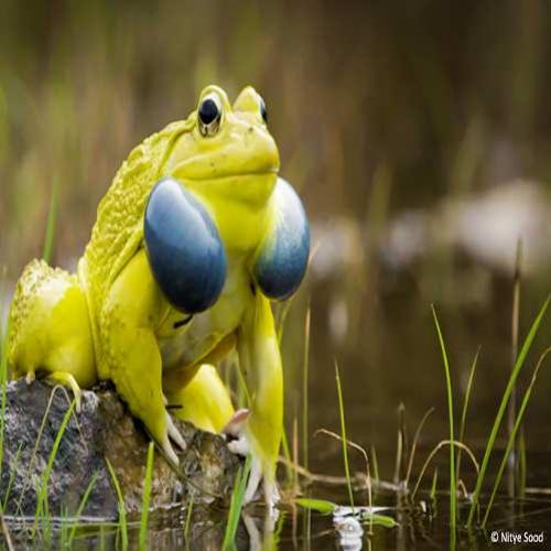 O exótico sapo-boi-indiano
