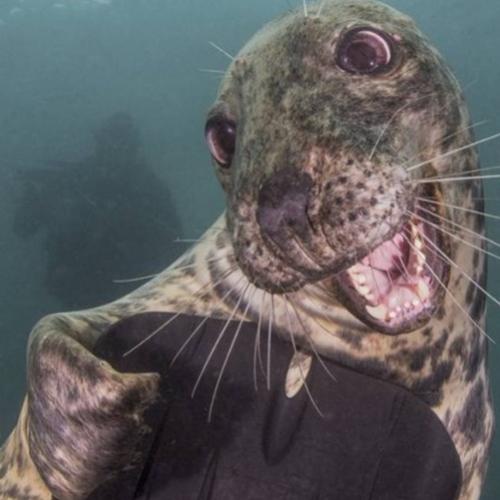 Foca ganha prêmio de fotografia no Reino Unido