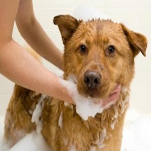 Seu cachorro anda sem banho dê um jeito nisso, hora do banho