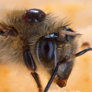 Conheçam de que forma as abelhas assassinas matam as pessoas