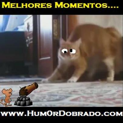 Vídeo divertido: Os melhores momentos com animais