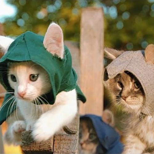 Como seria o “Assassin’s Creed” se seus protagonistas fossem gatinhos