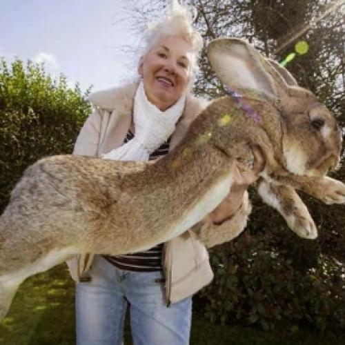 O maior coelho do mundo
